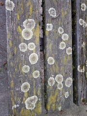 Lecanora muralis (syn. Lecanora saxicola, occasionally also called wall lichen or common wall...