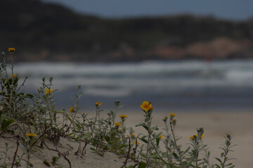 flowers on the shore of sea