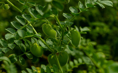 Close-up of Green Chickpea Pods on Plant