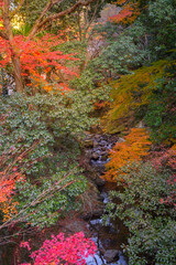 asia, asian, autumn, background, beautiful, cascade, colorful, fall, fall colour, foliage, forest, garden, holiday, inspiration, japan, japanese, kansai, landscape, leaf, maple, Mino, mountain, mystic
