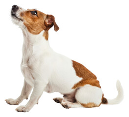 PNG  Adorable Jack Russell Terrier sitting
