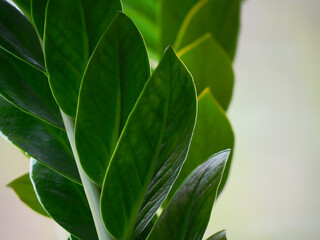 Obraz premium Gros plan de feuille verte d'une plante d'intérieure 