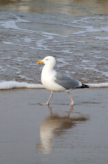 Adult herring gull, Larus argentatus, walking in the surf at the beach