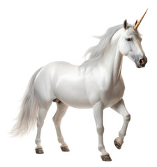 Obraz premium PNG Stallion animal mammal horse.