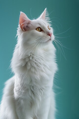 Fototapeta premium Beautiful white cat with yellow eyes on a blue background. Studio shot.