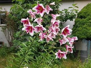 Cardiocrinum is a genus of bulbous plants of the lily family first described in 1846. They are native to the Himalaya, China, the Russian Far East, and Japan. Hanover, Germany.