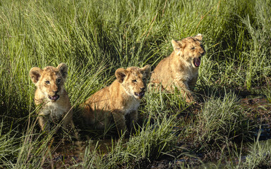 lion and lioness at kenya