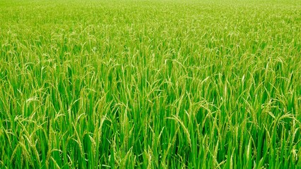 Die sog. Trockene Halong Bucht bei Ninh Binh in Vietnam