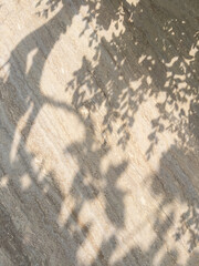 Travertine, marble stone background in with botanical shadows