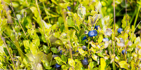 wild blueberries in the nature panorama