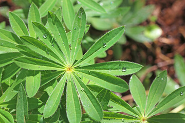 Drops on a lupin leaf after rain