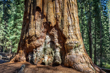 Close up of a giant Sequioa tree in the Sequioa National Park, California USA