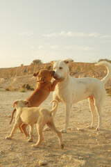 Des chiots jouant avec leur mère dans le désert