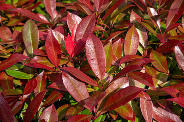Leaves of Red Robin bush close up
