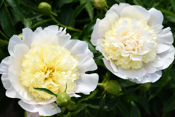 Two large peony flowers on a bush.