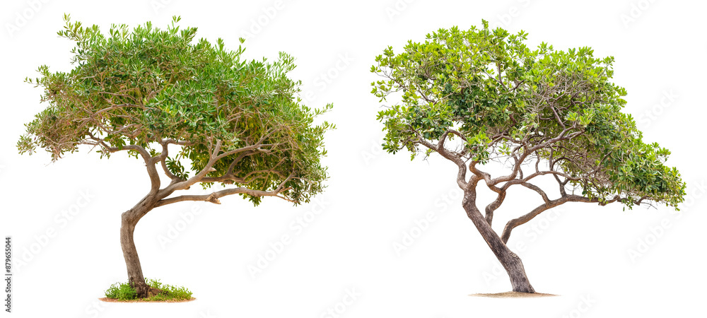 Poster set of argan trees isolated on transparent or white background