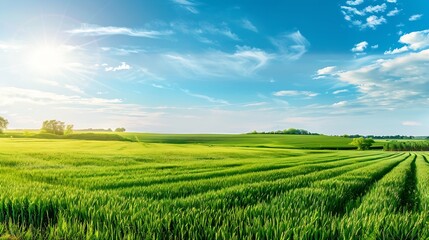 green fields at the sunny day summer agricultural landscape : Generative AI