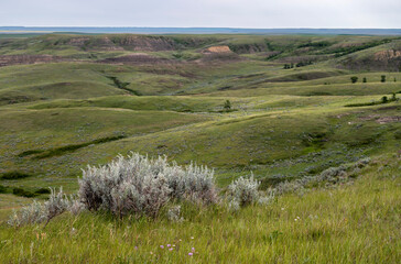 Sagebrush on a ridge of the Valley of 1000 Devils in Grasslands National Park, Saskatchewan, Canada