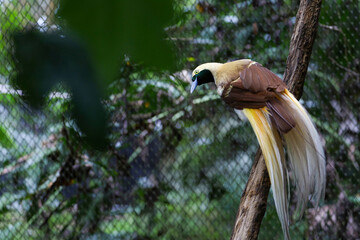 The lesser bird of paradise in nature