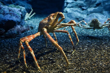 The japan spider king crab or alaska king crab at kaiyukan aquarium , Osaka ,Japan