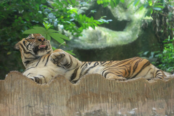 Close up Indochinese tiger is beautiful animal
