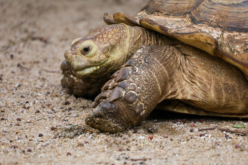 Close up head Sulcata tortoise in the garden at thailand