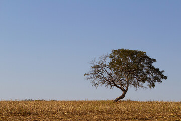 Uma árvore solitária em uma paisagem do cerrado brasileiro, com muito capim e em dia de céu azul.