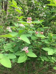 Native Flora of Indiana