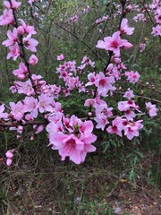 Branches of a Peach Tree