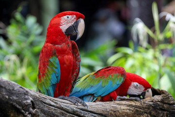 Close up head the red macaw parrot bird in garden