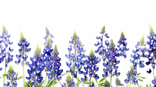 A captivating image of blue lupine flowers isolated against a white background. The vibrant hues and detailed structure create a beautiful and serene floral representation.