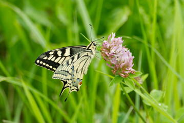 Old World Swallowtail or common yellow swallowtail (Papilio machaon) sitting on pink flower in Zurich, Switzerland