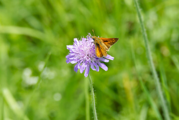 Large Skipper butterfly (Ochlodes sylvanus) perched on a small scabious in Zurich, Switzerland