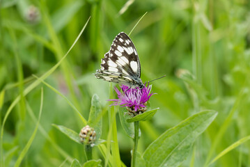 Marbled White (Melanargia galathea) butterfly sitting on a pink scabiosa in Zurich, Switzerland