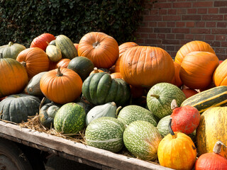 K&uuml;rbis Dekoration im M&uuml;nsterland