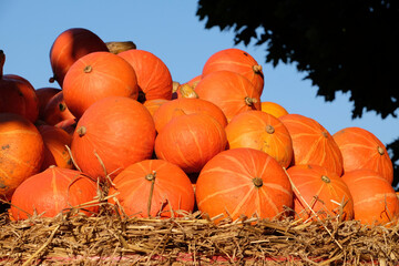 K&uuml;rbis Dekoration im M&uuml;nsterland