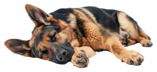 PNG Joy German Shepherd mammal animal pet.