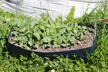 Radishes grow in pots in the garden