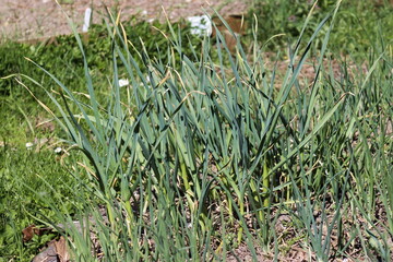 Growing garlic in a garden bed