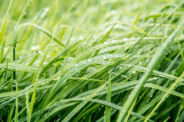 Viele runde Regentropfen perlen von langen Grashalmen ab.
