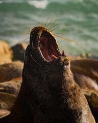 Sea lion yawning on the rocky shore, capturing a moment of raw nature against the backdrop of the ocean waves.