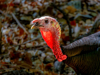 Wild turkey with his red head in full display during breeding season.
