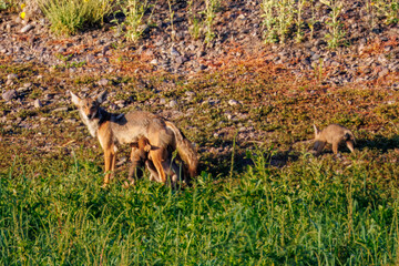 Mother coyote with her two puppies.