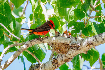Male vermillion flycatcher feeding babies