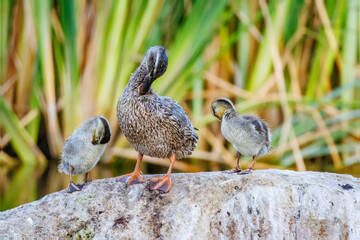 Female mother Mallard preening along with her 2 chicks also preening