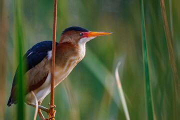 An adult male least bittern climbs onto a reed to fly