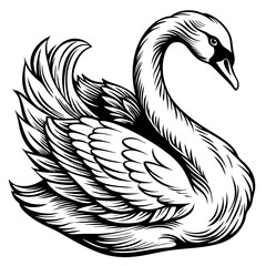 Graceful Swan Preening Its Feathers Vector Design and illustration