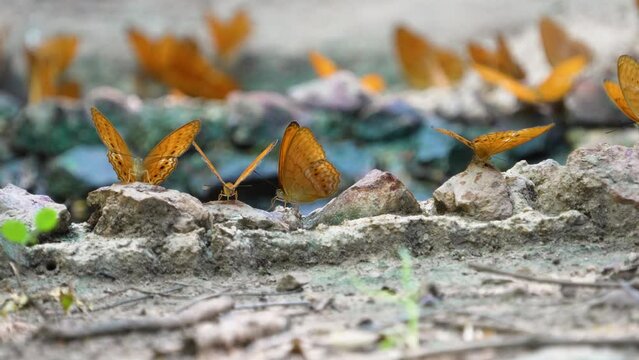 Cirrochroa tyche mithila Butterflies eat minerals on the ground.