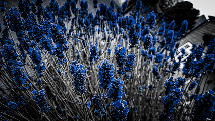 Lavender bush in black color