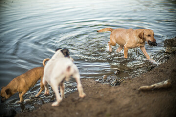 Dogs Playing Joyfully at a Reservoir in Villaviciosa de Cordoba